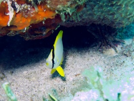 Juvenile Spotfin Butterflyfish IMG 3075
